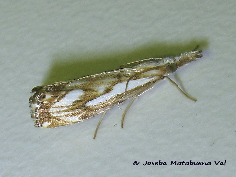 Catoptria falsella - Crambidae